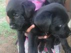 Rottweiler Labrador Mix Puppies