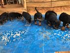 Rottweiler Puppy