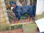 Rottweiler Puppies