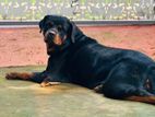 Rottweiler Dog