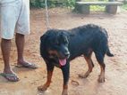 Rottweiler Male and Female Dog