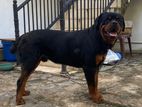 Rottweiler Male Dogs
