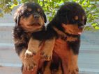 Rottweiler Male and Female Puppies