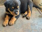 Rottweiler Puppies
