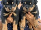 Rottweiler Male and Female Puppies