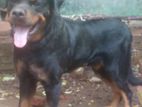 Rottweiler Male for Crossing
