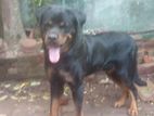Rottweiler Male for Crossing