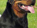 Rottweiler Male for Crossing