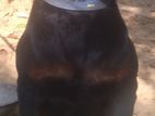 Rottweiler Male for Crossing