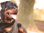 Rottweiler Male for Crossing