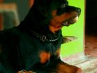 Rottweiler Male for Crossing