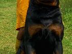 Rottweiler Male Dog