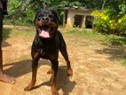 Rottweiler Male Dog