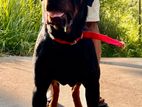 Rottweiler Male Dog