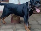 Rottweiler Male Dog Available for Crossing