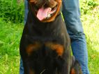 Rottweiler Male Dog - Available for stud services