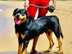 Rottweiler Male Dog Crossing