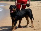 Rottweiler Male Dog For Crossing