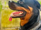 Rottweiler Male Dog Crossing ( Sumos Son )