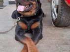 Rottweiler Male Dog for Crossing
