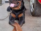 Rottweiler Male Dog for Crossing