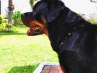 Rottweiler Male Dog for Crossing