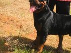 Rottweiler Male Dog for Crossing