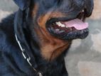 Rottweiler Male Dog for Crossing