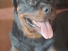 Rottweiler Male Dog for Crossing