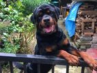 Rottweiler Male Dog for Crossing