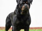 Rottweiler Male dog for Crossing