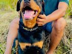 Rottweiler Male Dog For Crossing