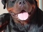 Rottweiler Male Dog for Crossing