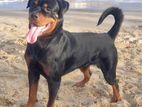 Rottweiler Male Dog for Crossing (stud )