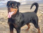 Rottweiler Male Dog for Crossing (stud )