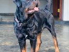 Rottweiler Male Dog For (Crossing /Stud)