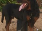 Rottweiler Male Dog