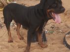 Rottweiler Male Dog