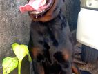 Rottweiler Male Dog