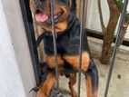 Rottweiler Male Dog