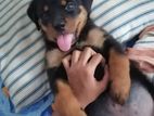 Rottweiler Dog