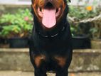 Rottweiler Male Dog