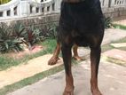 Rottweiler Male