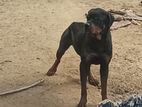 Rottweiler Male Dog