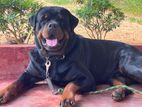 Rottweiler Male Dog