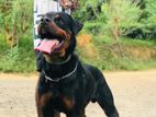 Rottweiler Male Dog