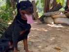 Rottweiler Male Dog