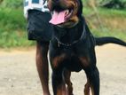 Rottweiler Male Dog