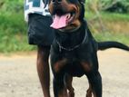 Rottweiler Male Dog