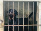 Rottweiler Male Dog